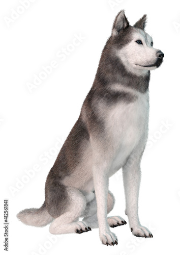 3D Rendering Siberian Husky on White