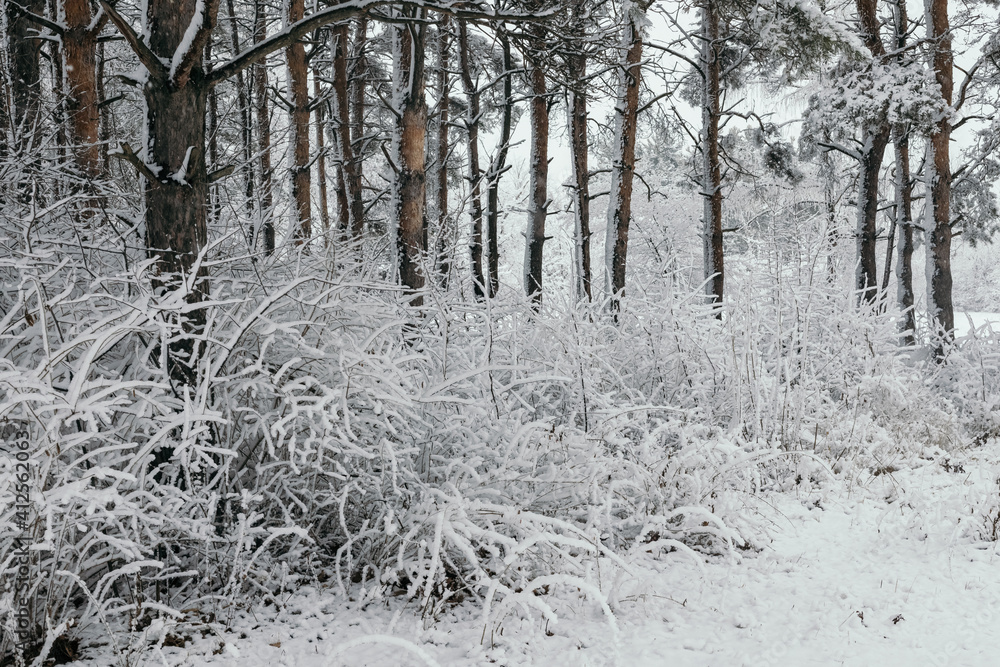 trees covered with snow in winter in the park trees covered with snow in winter in the park