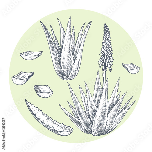 Aloe vera. Medicinal and cosmetic plant. Hand drawn vector illustration in sketch style.