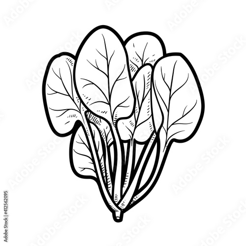 Spinach bundle linear drawing on white background