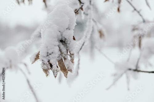 trees covered with snow in winter in the park © Ekaterina