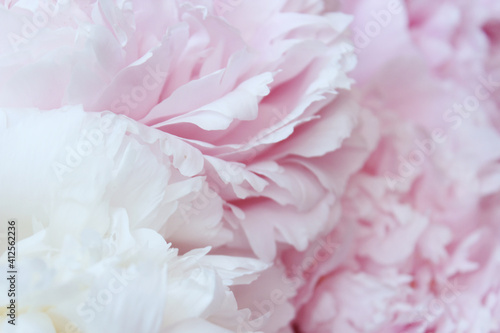 Fototapeta Naklejka Na Ścianę i Meble -  soft pink and white peony flowers