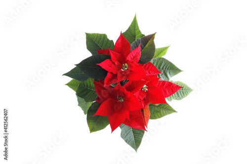 poinsettia (Christmas flower) Isolated on white background.