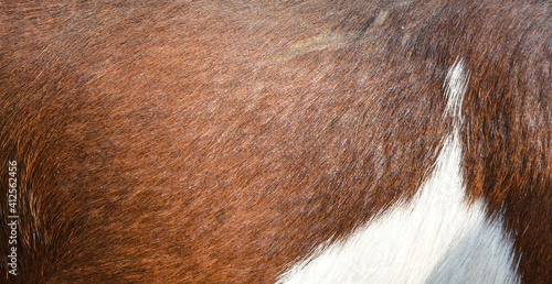 Close up of brown and white fur