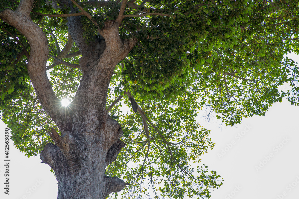 Fototapeta premium Beehive hangs on a big tree in thailand