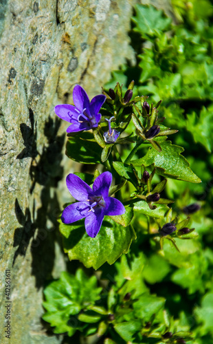 Fotografía Dos flores azules crecen junto a una pequeña roca formando unas interesantes sombras