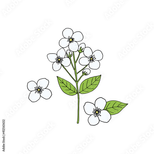 Jasmine branch with flowers, buds and leaves. Hand-drawn vector illustration in sketch style.