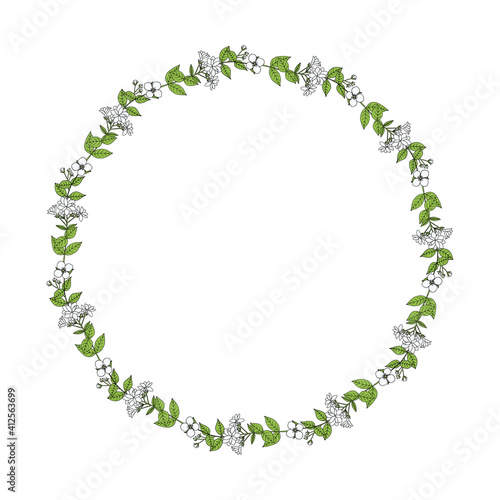Jasmine branch with flowers, buds and leaves. Floral wreath. Hand-drawn vector illustration in sketch style.