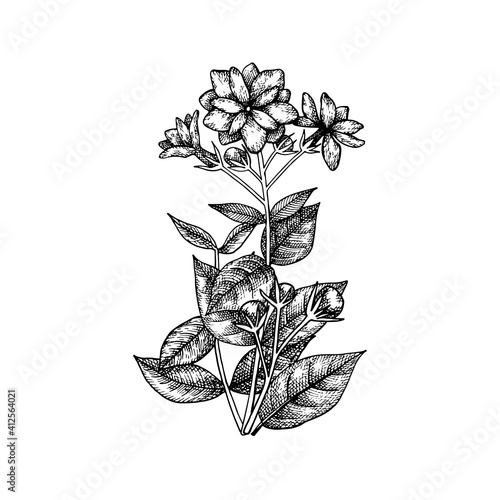 Branch of Arabian Jasmine (Sambac) with flowers, buds and leaves. National flower of Indonesia. Hand-drawn vector illustration in vintage style.