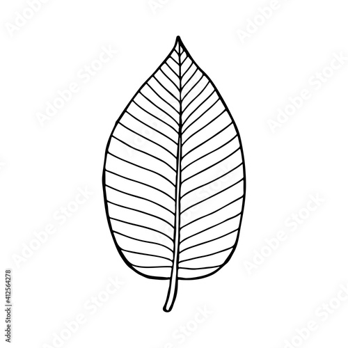 Kratom (Mitragyna speciosa) leaf. Hand drawn vector illustration.