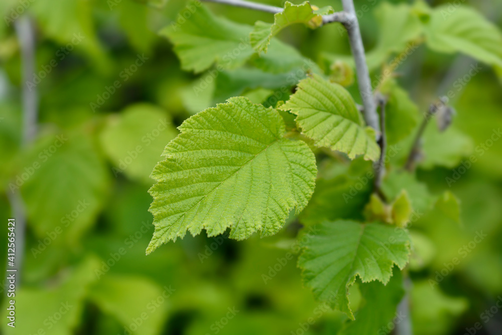 Hazel Nottingham Fruhe Hazel Nottingham Fruhe