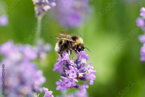 Wildbiene auf Lavendelblüte © Siebenlicht