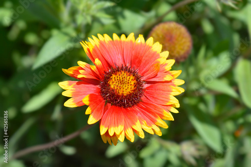 Blanket flower