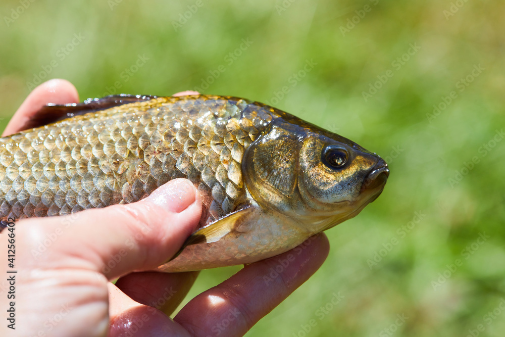 A crucian carp (Carassius carassius) in human hand. Fishing theme A crucian carp (Carassius carassius) in human hand. Fishing theme