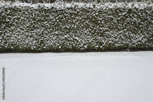Snow covered lawn and hedge in a backyard. Winter background.