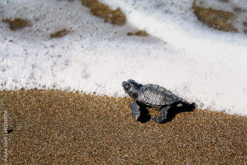 Caretta caretta, sea ​​turtle, iztuzu, 