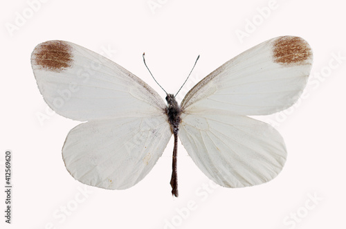 Butterfly from the family of whiteflies Pieridae. Isolated on white background. 