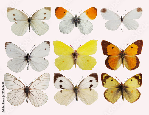 Butterflies from the family of whiteflies Pieridae. Isolated on white background.  © yrafoto