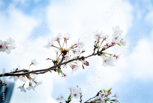 鹿児島 甲突川左岸緑地の桜