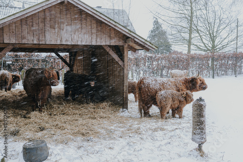 Rinder im Schnee