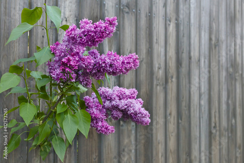 Blooming branch of lilac on a background of a brown wooden fence