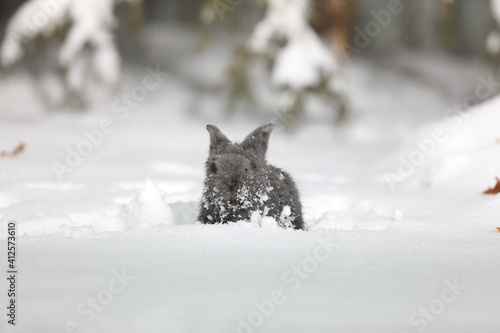 gray hare in the winter forest