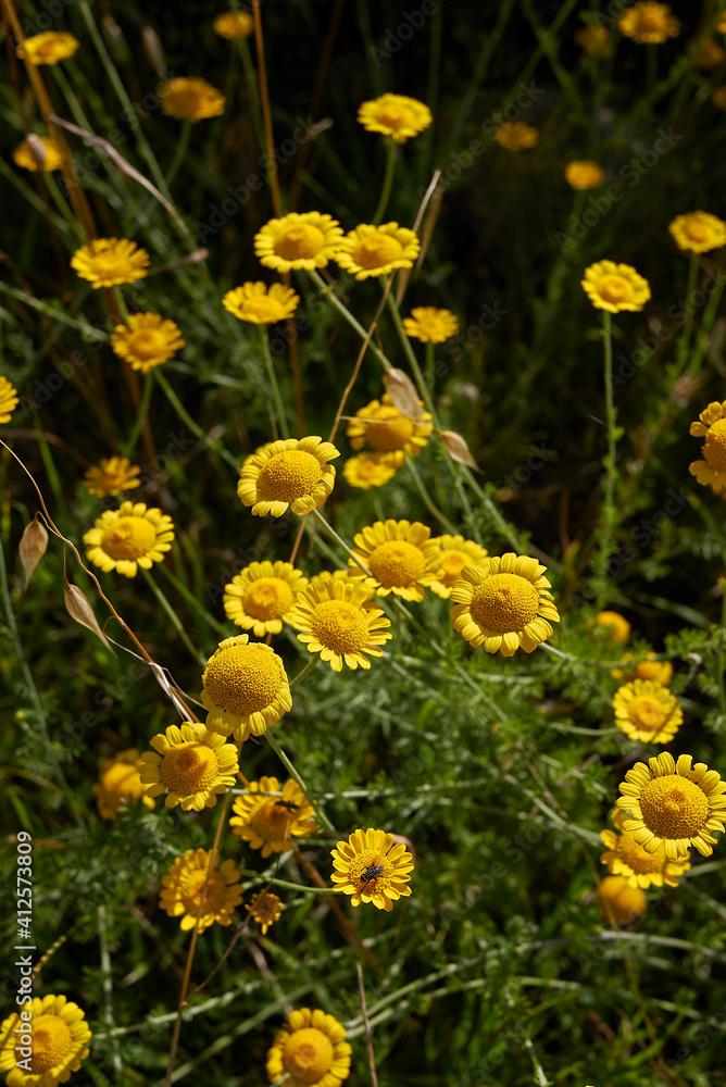 Cota tinctoria Cota tinctoria