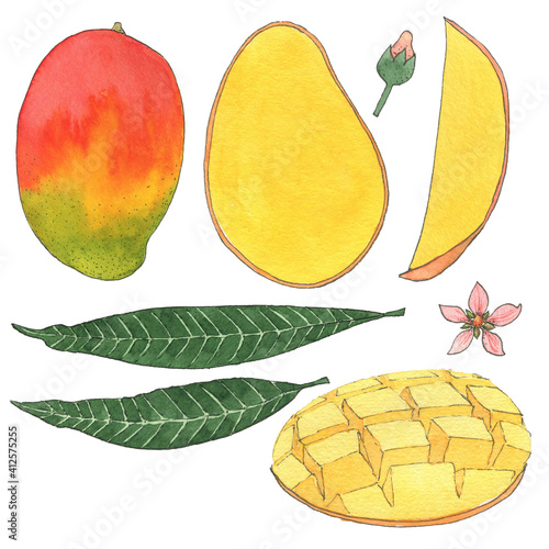 Watercolor views of mango