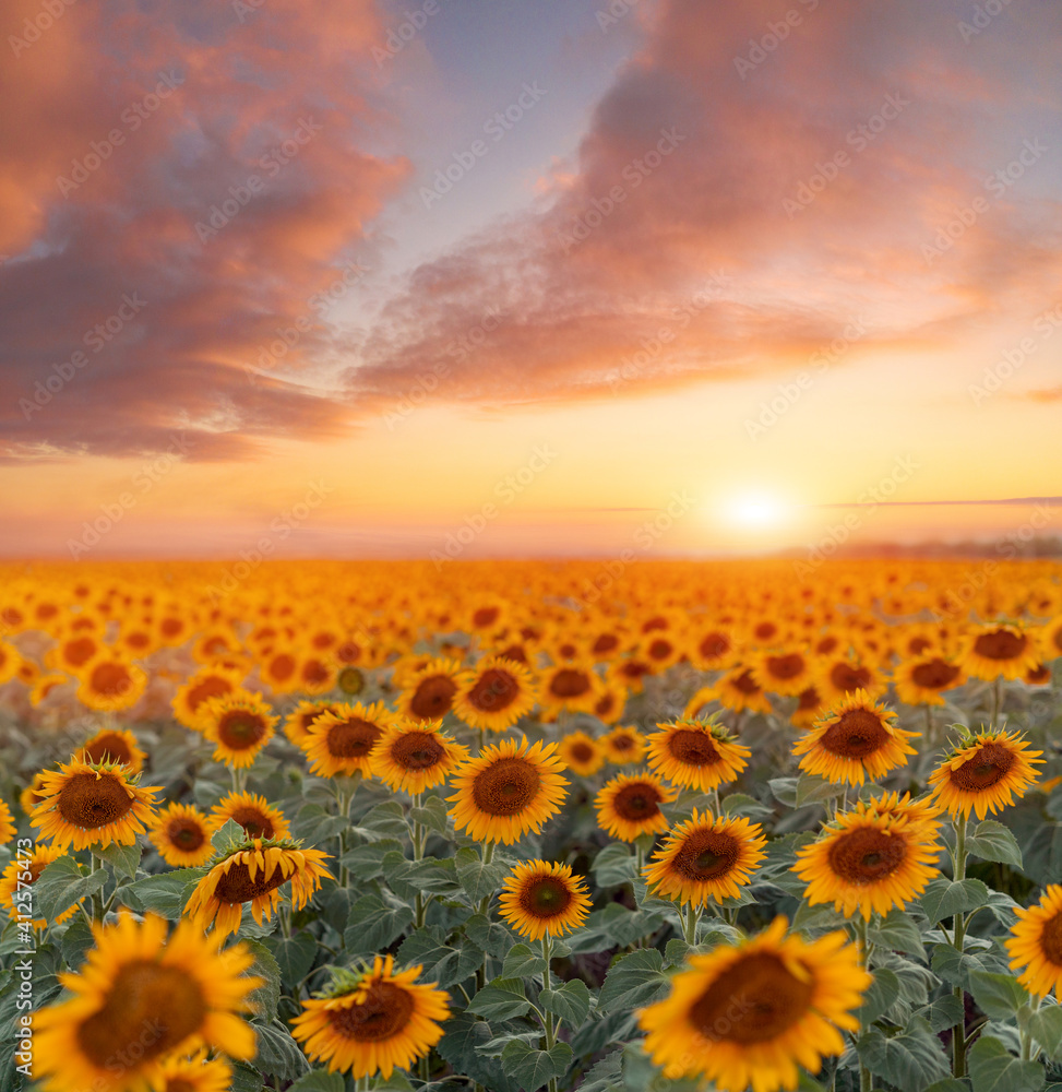 Bright yellow sunflowers against a blue sky with clouds. Field of sunflowers on a summer day