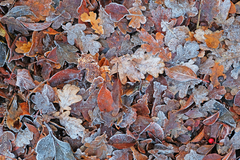 A carpet of frosted leaves lying across a footpath in winter UK