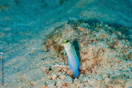Yellowhead Jawfish hovering over it's coral burrow