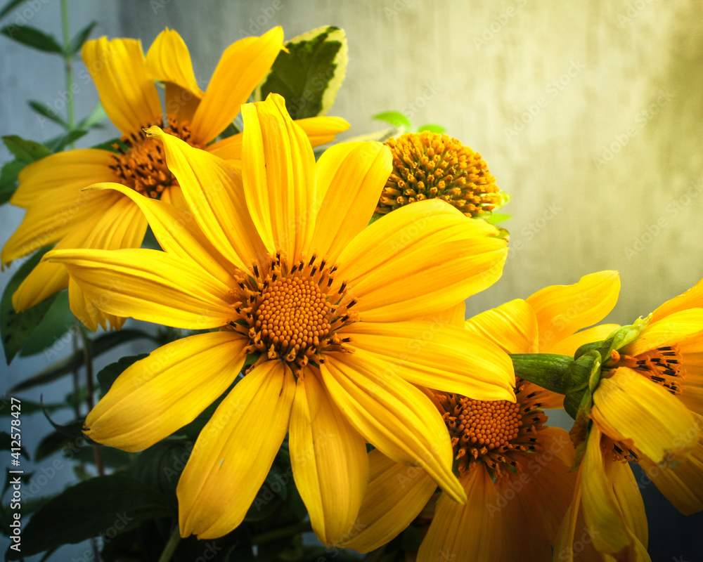 Fototapeta premium yellow flowers