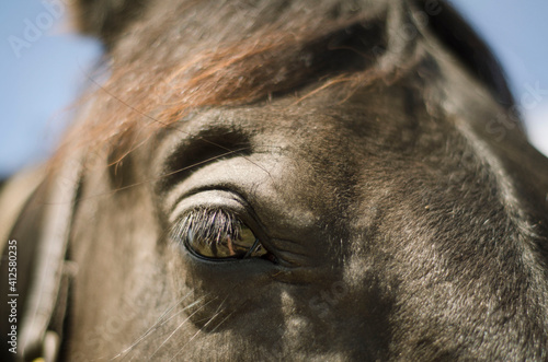 a close-up of a horse s eye  a brown stallion on a horse farm  a kind look of a noble animal  a horse behind a fence  a portrait of animals  taking care of animals  a horse in a flock