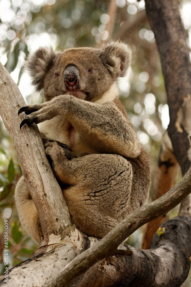 Fototapeta premium Koala, Phascolarctos cinereus, the most popular tree marsupial. Australia