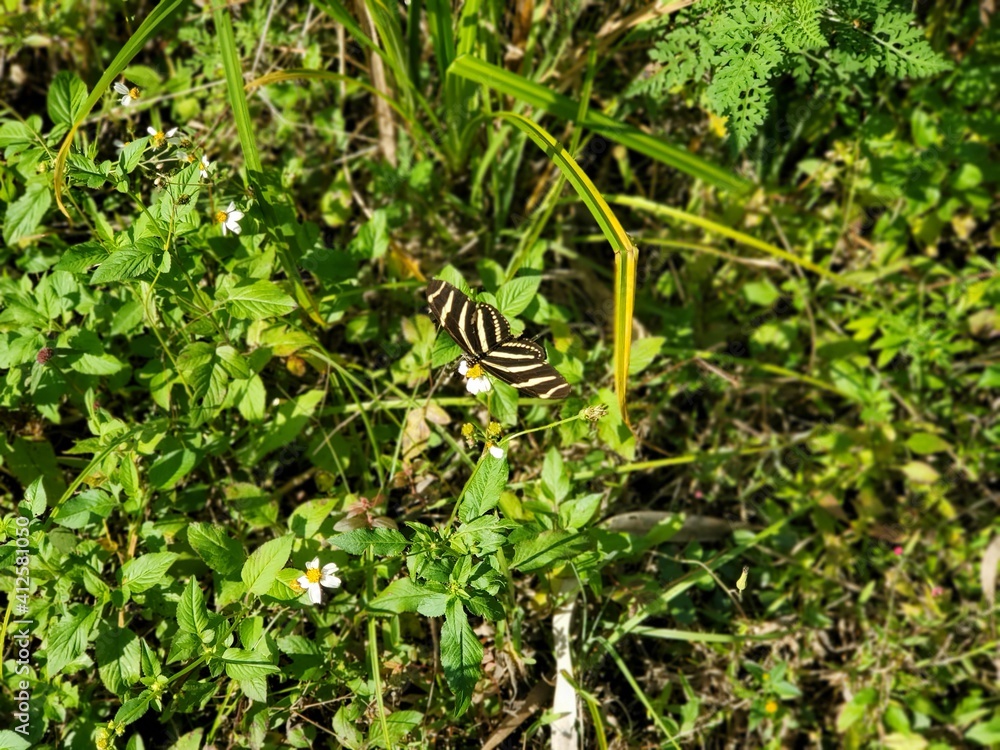 Zebra longwing butterfly 