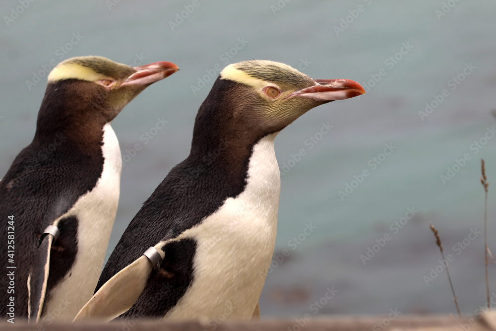 Naklejka premium The Yellow-eyed Penguin, Megadyptes antipodes, is the rarest penguin, South Island New Zealand