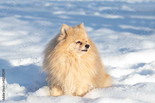 Small light German Spitz on a walk in the winter on white snow. © Ирина Шемякина