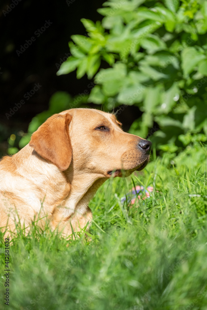 Portrait of Labrador Retriever looking at something close up on face. High quality photo Portrait of Labrador Retriever looking at something close up on face. High quality photo