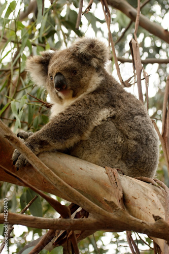 Koala, Phascolarctos cinereus, the most popular tree marsupial. Australia