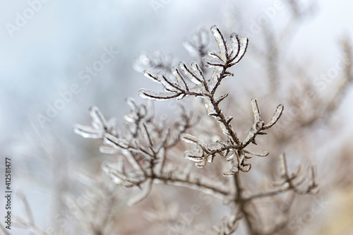 Ice flower - dry flower and stem covered with a thick layer of ice with a beautiful winter  gentle bokeh.