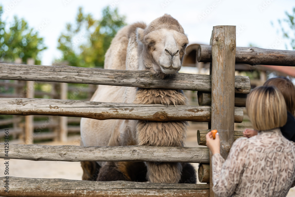 Obraz premium Beautiful little girl feeding humped camel in an aviary at the zoo