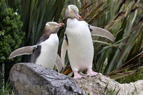 The Yellow-eyed Penguin, Megadyptes antipodes, is the rarest penguin, South Island New Zealand photo