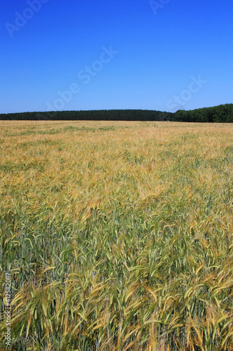 Golden ears of wheat on the field