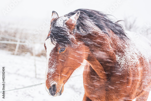 Fotografie A horse in a paddock on a windy winter day