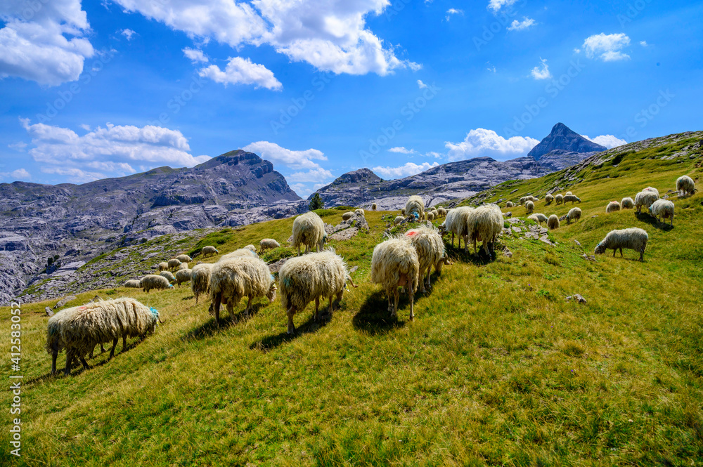 Fototapeta premium mouton au pic d'anie