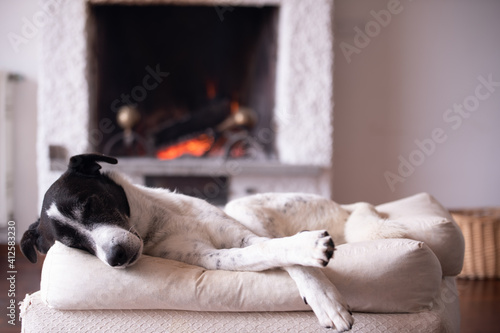 A black and white dog sleeping in the living room, on an ottoman, in front of a lit fireplace