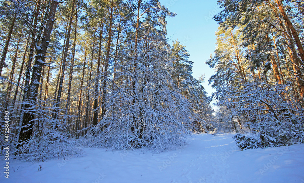 Fototapeta premium Beautiful winter landscapes in Poland. 