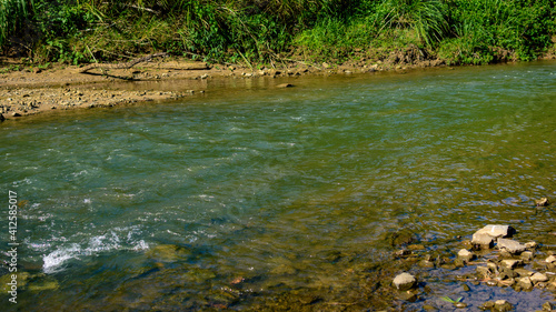 river in the forest