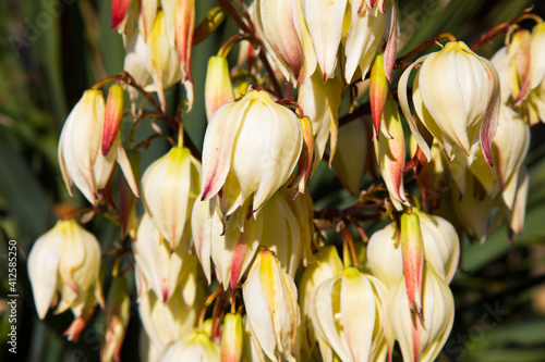 Bloom Bayonet Yucca flowers on tree, Closeup white yucca filamentosa bush flowers, Blossom white flowers needle-palm. photo