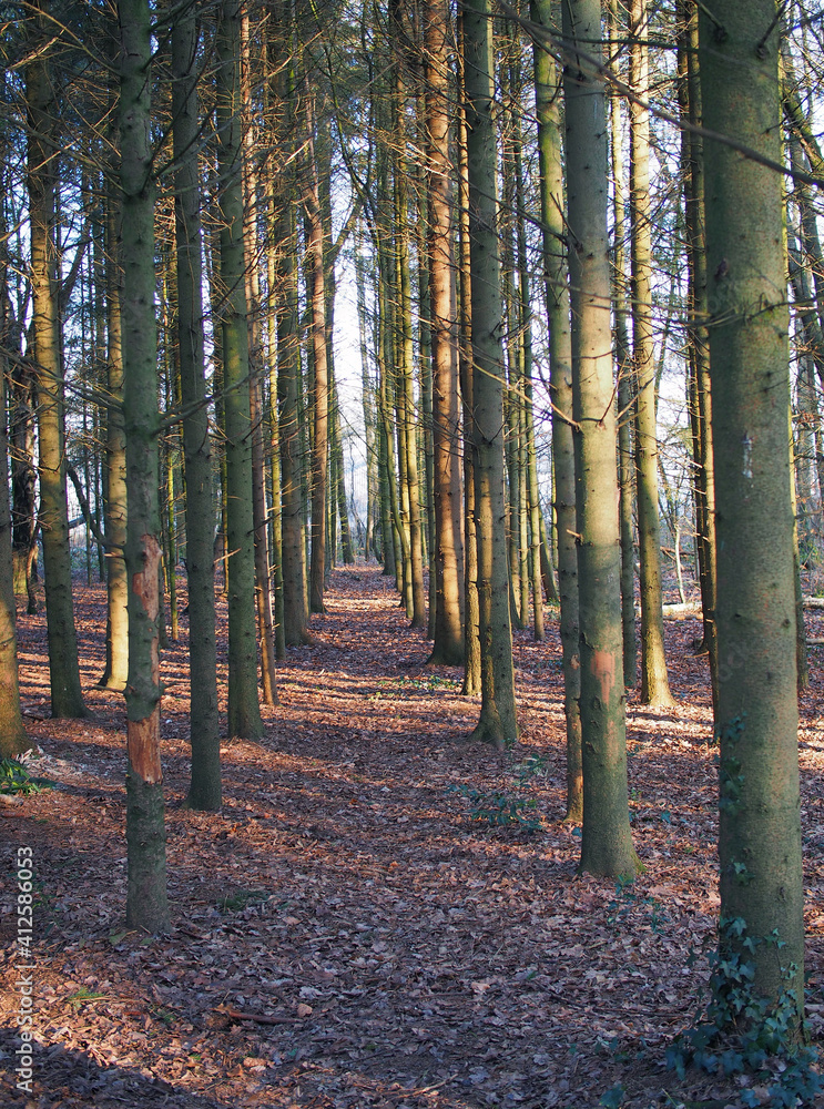 Herbstwald
